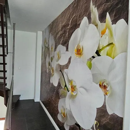 Gaestehaus Orchidee Hoya